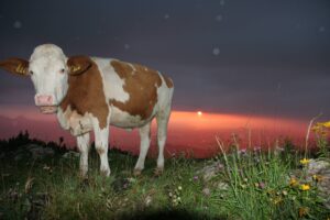 Alm Kuh Regenwetter Sonnenuntergang