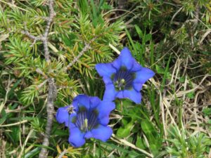 Berge Alpen Bergblumen