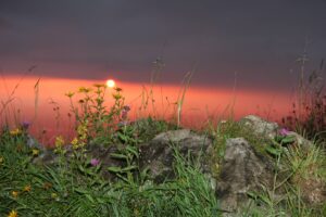 Bergblumen Almwiesen Bergkräuter