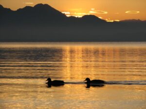 Entenpaar Chiemsee Bild Himmel Fönlinsen