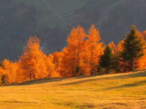 Hike&Fly goldener Herbst Gleitschirmfliegen