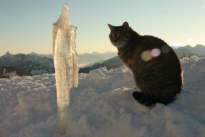 Bergalm Hüttenkatze Winter