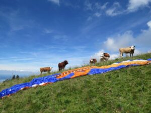 Weidevieh Kühe Gleitschirmstartplatz Alpen