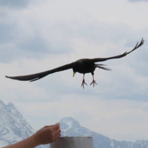 Gleitschirmfliegen Paragliding Vogel Adler